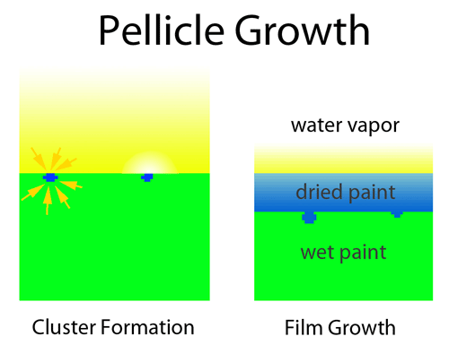 pellicle drying formation