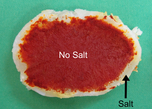 cross section of salt boiled potato