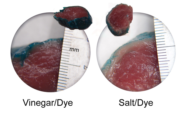 vinegar and salt brine penetration