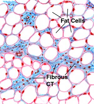 white adipose tissue